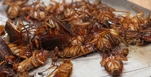 Công ty diệt gián tại Đà Nẵng – Dịch vụ diệt côn trùng tại nhà
